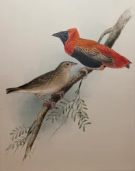 Vescovo rosso del nord, 1834